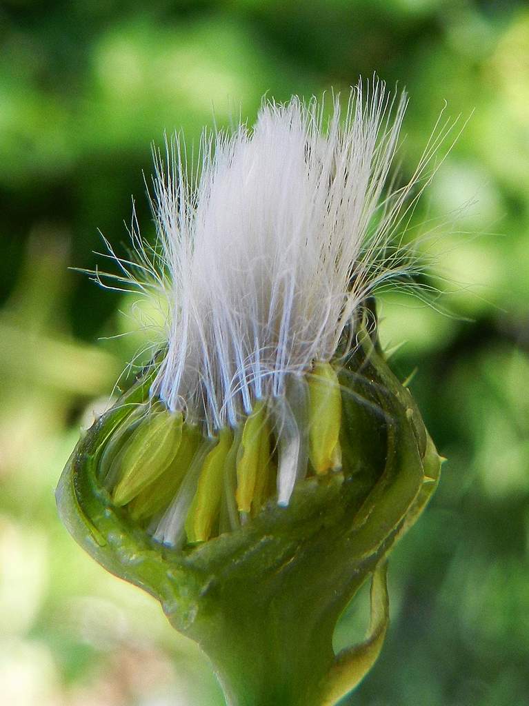 Sonchus asper / Grespino spinoso